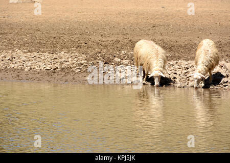 Les moutons de l'eau potable. Bêtes de se noyer dans une zone de sécheresse Banque D'Images