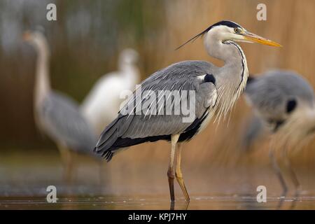 Héron cendré (Ardea cinerea), se trouve dans l'eau, Parc national de Kiskunsag, Hongrie Banque D'Images