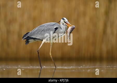 Héron cendré (Ardea cinerea), se trouve dans l'eau avec des poissons proies dans le parc national de Kiskunsag, bec, Hongrie Banque D'Images