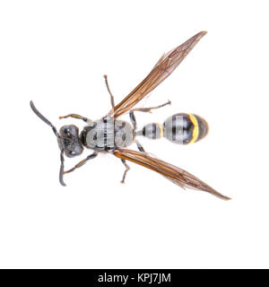 Insecte noir avec bandes jaunes sur le fond blanc Banque D'Images