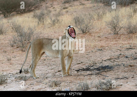 L'African lion (Panthera leo), lionne du bâillement, Kgalagadi Transfrontier Park, Northern Cape, Afrique du Sud Banque D'Images