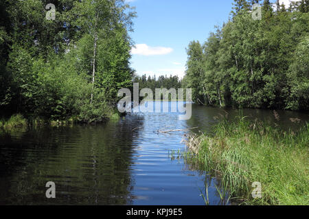 Dans la réserve naturelle de l'étang des tourbes Kladska Banque D'Images