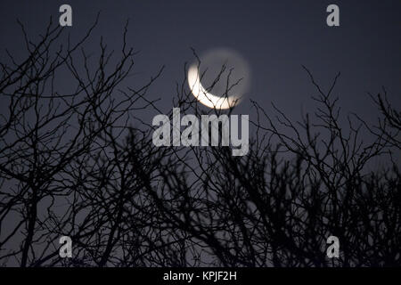 Merton, Londres, Royaume-Uni. 16 Décembre, 2017. 3 % allumé dernier croissant de lune avec lumière cendrée se lève sur l'ouest de Londres en clair au petit matin glacial ciel à travers les branches d'un arbre. Credit : Malcolm Park/Alamy Live News Banque D'Images