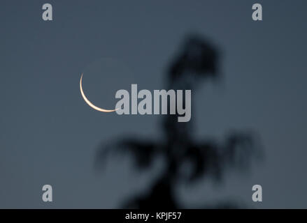 Merton, Londres, Royaume-Uni. 16 Décembre, 2017. 3 % allumé dernier croissant lune se lève sur l'ouest de Londres en clair au petit matin glacial ciel avec un conifère en premier plan. Credit : Malcolm Park/Alamy Live News Banque D'Images