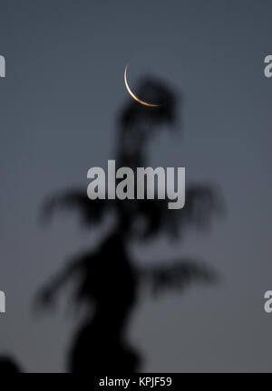 Merton, Londres, Royaume-Uni. 16 Décembre, 2017. 3 % allumé dernier croissant lune se lève sur l'ouest de Londres dans la région de clear sky tôt le matin glacial. L'amende croissant de lune se trouve au sommet d'un arbre conifère. Credit : Malcolm Park/Alamy Live News Banque D'Images