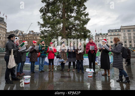 Londres, Royaume-Uni. 16 Décembre, 2017. Le Grosvenor Light Opera Company (GLOC) effectuer des chants de Noël à Trafalgar Square près de l'arbre de Noël norvégien. Crédit : Guy Josse/Alamy Live News Banque D'Images