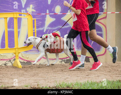 Canicross/course fun run en Espagne Banque D'Images