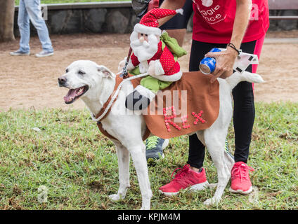 Canicross/course fun run en Espagne Banque D'Images