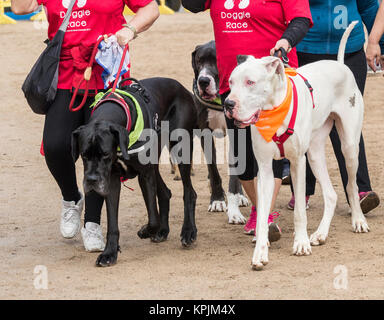 Great Danes au Canicross/course fun run en Espagne Banque D'Images