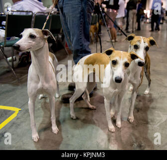 Orlando, Floride, USA. Déc 16, 2017. Whippets sont mis en scène pour juger au cours de l'AKC Championnat national tenu à l'Orange County Convention Center. L'AKC est le plus ancien et le seul organisme de chien de race pure registre. Cette année, le concours a attiré tous les 190 races de tous les 50 États et 44 pays. Crédit : Brian Cahn/ZUMA/Alamy Fil Live News Banque D'Images