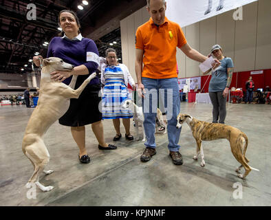 Orlando, Floride, USA. Déc 16, 2017. Whippets sont mis en scène pour juger au cours de l'AKC Championnat national tenu à l'Orange County Convention Center. L'AKC est le plus ancien et le seul organisme de chien de race pure registre. Cette année, le concours a attiré tous les 190 races de tous les 50 États et 44 pays. Crédit : Brian Cahn/ZUMA/Alamy Fil Live News Banque D'Images