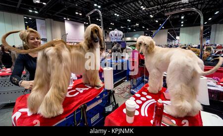 Orlando, Floride, USA. Déc 16, 2017. Les Afghans sont damés pour juger au cours de l'AKC Championnat national tenu à l'Orange County Convention Center. L'AKC est le plus ancien et le seul organisme de chien de race pure registre. Cette année, le concours a attiré tous les 190 races de tous les 50 États et 44 pays. Crédit : Brian Cahn/ZUMA/Alamy Fil Live News Banque D'Images