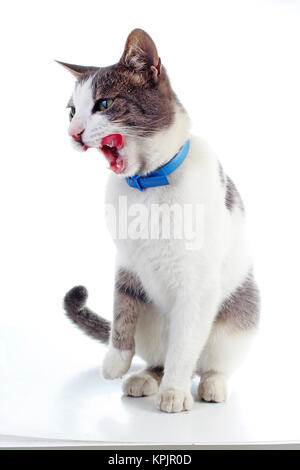 Cat licking dans blue collar. Chat domestique sur blanc fond isolé studio. L'argent et gris et blanc différent. Les couleurs de chat. Formés chat mignon chaton. Banque D'Images