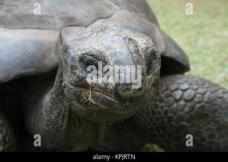 Tortue géante d'Aldabra (Aldabrachelys gigantea), l'île Curieuse, Seychelles. Banque D'Images