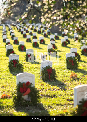 WASHINGTON DC, USA - Le 26 décembre 2015 : une belle polatouche vu entre les tombes des pierres tombales du Cimetière National d'Arlington. Banque D'Images