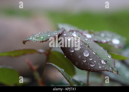 Gouttes de pluie sur les feuilles de rose Banque D'Images