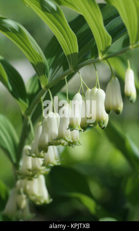 Une branche avec des fleurs blanches de Solomon's seal Banque D'Images