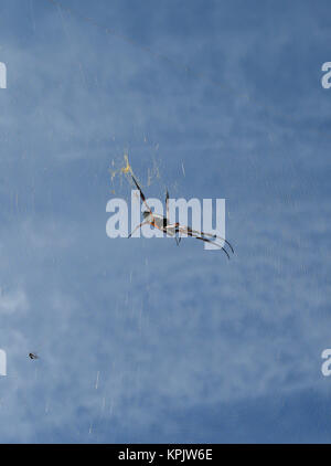 Red-legged globe doré-Spider web contre partiellement nuageux ciel bleu, l'île de La Digue, aux Seychelles. Banque D'Images