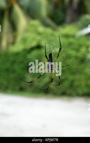 Red-legged globe doré-web spider dans champ vert, l'île de La Digue, aux Seychelles. Banque D'Images