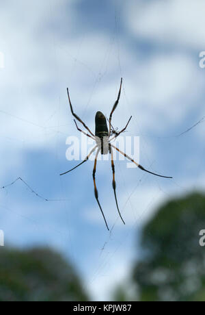 Red-legged globe doré-Spider web contre partiellement nuageux ciel bleu, l'île de La Digue, aux Seychelles. Banque D'Images