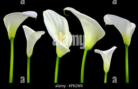 Belle lis calla blancs sur fond noir Banque D'Images