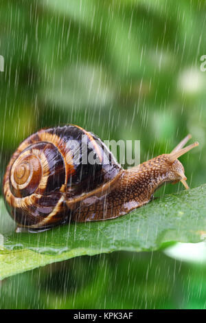 Feuille d'escargot rampant avec pluie et fond vert Banque D'Images