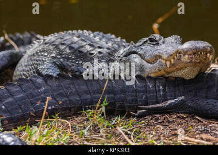 Un alligator américain (Alligator mississippiensis) repose sa tête sur la queue d'un autre tout en se prélassant au soleil dans la vallée de Shark, Everglades National ... Banque D'Images