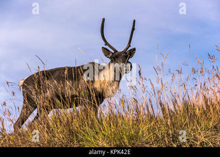 Bois du caribou des bois (Rangifer tarandus caribou), captive ; Territoire du Yukon, Canada Banque D'Images