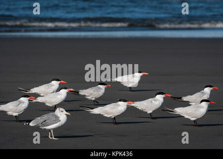 Un troupeau de la Sterne caspienne (Hydroprogne caspia) et une mouette se détend sur la plage ; Arnavutkoy, Washington, États-Unis d'Amérique Banque D'Images