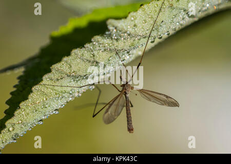 (Tipule Tipulidae) se bloque à partir d'une feuille dans un jardin ; Astoria, Oregon, United States of America Banque D'Images