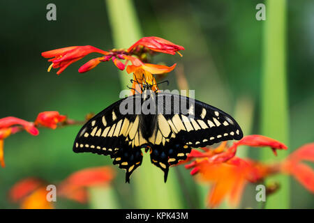 Papilio zelicaon se nourrit de fleurs Montbretia ; Astoria, Oregon, United States of America Banque D'Images