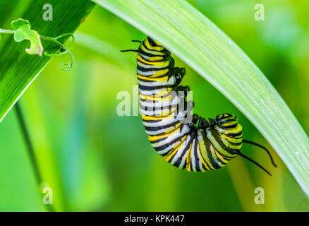 Chenille du monarque (Danaus plexippus) suspendu à feuillage vert, l'étape de pré-chrysalide ; Ontario, Canada Banque D'Images