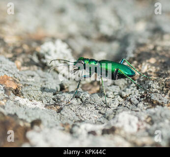 Six-Spotted Green Tiger Beetle (Cicindela sexguttata) marcher sur le terrain ; Ontario, Canada Banque D'Images