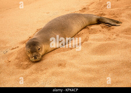 Un phoque moine hawaiien (Neomonachus Papohauk schauinslandi) repose sur plage sur l'île de Molokai, Molokai, Hawaii, United States of America Banque D'Images