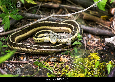 Close-up d'une couleuvre rayée (Thamnophis) sur le terrain ; Ontario, Canada Banque D'Images