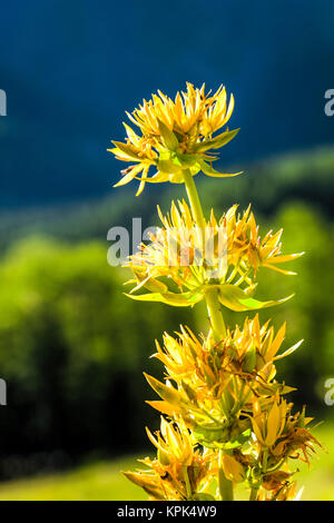 Close-up de gentiane jaune (Gentiana) fleurs, Val Ferret suisse, Alpes, La Fouly, Val Ferret, Suisse Banque D'Images