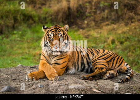 Tigre de Sumatra (Panthera tigris sumatrae) en captivité couché et regardant la caméra ; Washington, États-Unis d'Amérique Banque D'Images