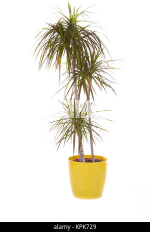 Plante dracaena marginata Banque D'Images