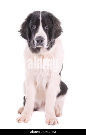 Chien landseer devant isolé sur fond blanc Banque D'Images