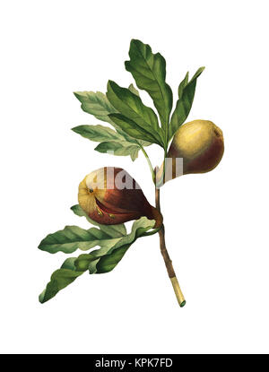 illustration du fruit de 19th ans sur une branche. Gravure de Pierre-Joseph Redoute. Publié dans choix des plus belles fleurs, Paris (1827). Banque D'Images