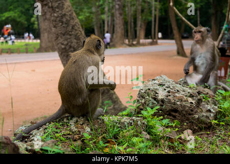 Deux macaques assis en face de l'autre, créant une illusion d'un reflet naturel. Regarder les singes adultes. Le Cambodge, en Asie du sud-est Banque D'Images