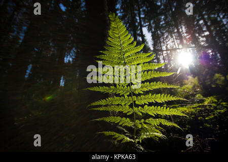 Erste Triebe im Frühjahr und Himmel wolkenloser,nah fotografiert,im sonnigen Pflanzen und Farben Formen,Gegenlicht Banque D'Images