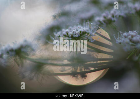 Erste Triebe im Frühjahr und Himmel wolkenloser,nah fotografiert,im sonnigen Pflanzen und Farben Formen,Gegenlicht Banque D'Images