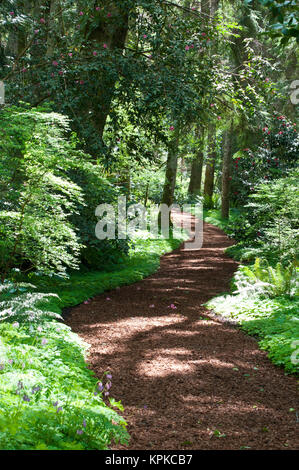 États-unis, WA, Bainbridge Island. Bloedel Reserve a des sentiers de randonnée tout au long de ses 250 acres. Sentier forestier par camelia jardin serein Banque D'Images