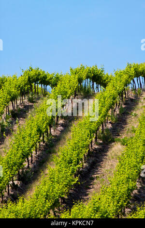 USA, Washington, vignes ondulantes dans le comté de Yakima Banque D'Images