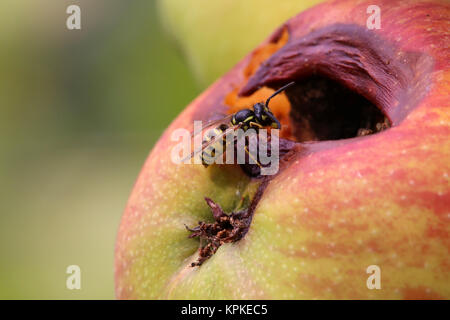 Une guêpe (Vespula Vulgaris) assis sur apple en décomposition Banque D'Images