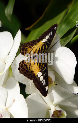 Parthenos sylvia sylvia papilio (synonyme), également blauer- ou brauner segelfalter Banque D'Images