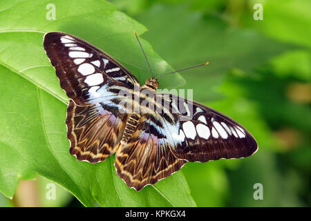 Parthenos sylvia sylvia papilio (synonyme), également blauer- ou brauner segelfalter Banque D'Images