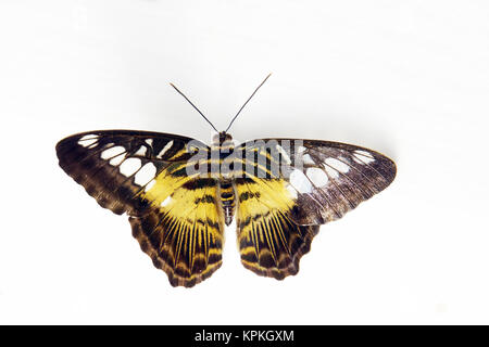 Parthenos sylvia sylvia papilio (synonyme), également blauer- ou brauner segelfalter Banque D'Images