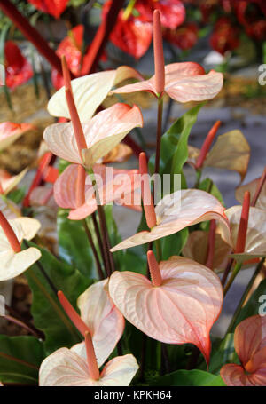 Flamingo belle Lily (Spadice) dans le jardin Banque D'Images